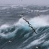 Albatrosses at sea