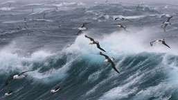 Albatrosses at sea